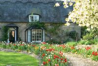 English Cottage garden in spring with Tulipa, Erysimum - Wallflowers and Narcissi. Wisteria growing on thatched house. Overhanging Prunus - Cherry tree. Watering system in flower bed.  April