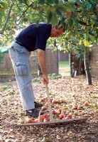 Sweeping up rotten apples