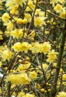 Chimonanthus praecox 'Luteus' - Wintersweet