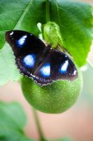 Hypolimnas bolina - The Great Eggfly butterfly resting on a Passiflora - Passion flower fruit 