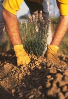 Planting Lavenders Step by Step. Step 4. Lavenders don't like getting their feet wet.  If your soil is heavy, plant on a ridge about 20cm (8in) high to keep most of the plant's roots out of the wet soil in the winter.