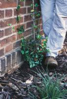 Planting Jasmine Step by Step. Step 3. Firming around the base of the plant using your feet