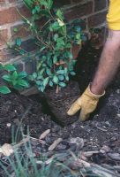 Planting Jasmine Step by Step. Step 2. Position the rootball in the hole.  This plant will cling to the wall as it grows upwards, so make sure you plant it as close to the base as you can.