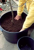 Planting fruit trees - Add compost to the container in layers and firm it around the rootball of the tree. Keep adding compost until it is just level with the top of the rootball