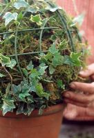 Making Ivy topiary - Plant ivy cuttings around the side and train them up through the wires. Pack the frame with moss from the lawn