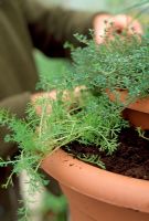Making a tiered herb container - Continue planting until all of the tiers are completed. In the long term when a plant needs re-potting, dismantle the tiers, replace the plant and restack the pots to recreate 