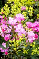 Rosa 'Lavender Dream' and Alchemilla mollis