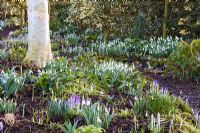 Galanthus and Crocus tommasinianus with birch and bark path - Dial Park, Chaddesley Corbett, Worcestershire