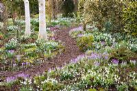Woodland walk through Galanthus and Crocus tommasinianus with birch - Dial Park, Chaddesley Corbett, Worcestershire
