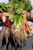 Freshly harvested vegetables from the allotment - Beetroot, spring onions and carrots