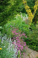 Path in between borders of Stachys byzantina and Phuopsis stylosa. May. Hillbark, Bardsey, Yorkshire, NGS 