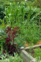 Organic kitchen garden. Amaranthus caudatus, herbs Tomatoes, Maize, Sweetcorn, Helianthus - Sunflowers. Norfolk, UK