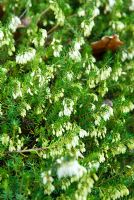 Erica carnea f. alba 'Springwood White' AGM - RHS Wisley