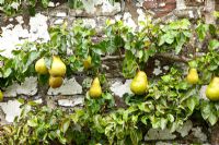Pyrus 'Doyenne de Comice' trained against an old brick wall