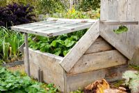Wooden coldframe with vegetables 