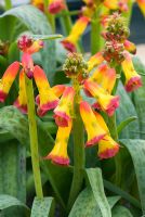 Lachenalia aloides var. Quadricolor, AGM.  - RHS Garden Wisley, Woking, Surrey, UK