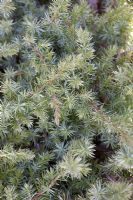 Juniperus rigida ssp. conferta