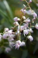 Dendrobium kingianum 