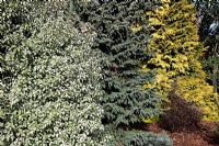 A huge specimen of Pittosporum tenuifolium 'Irene Paterson' AGM with Picea mariana 'Aureovariegata' and Chameacyparis lawsoniana 'Golden Wonder' at Foxhollow Garden near Poole, Dorset