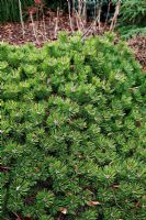 Pinus densiflora 'Low Glow' syn Pinus densiflora 'Low Grow' at Foxhollow Garden near Poole, Dorset