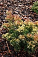 Pinus parviflora 'Doctor Landis Gold' at Foxhollow Garden near Poole, Dorset