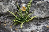 Asplenium trichomanes - Maidenhair Spleenwort, growing in on stone wall