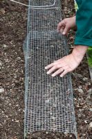 Planting Vicia fabia - Broad Beans seeds. Protect each double row from mice with wire mesh tunnel