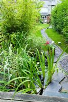 Long narrow town garden with lawn and sinuous path. View back towards house. Small pond with Nymphaea - Waterlily, Irises and grasses. Path edged with gravel board and topped with slate chippings. 