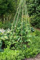 Green bed with Hosta 'June', Runner beans growing up bamboo cane wigwam, Teucrium scorodonia 'Crispum', lettuces and Digitalis grandiflora 