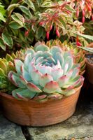 Echeveria elegans growing in a shallow terracotta pot with Fuchsia and Agave - Great Dixter
