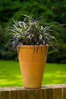 Ophiopogon planiscapus 'Nigrescens' in a tall terracotta pot