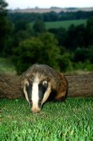 Meles meles - Badger foraging for food in Oxford