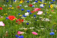 Meadow of annual wildflowers - RHS Harlow Carr