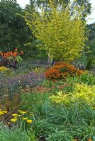 Planting of late summer perennials and grasses in the Square Garden. Planting includes - Rudbeckia, Canna 'Wyoming', Monarda 'Prarienacht', Achillea, Helenium and Ulmus glabra 'Lutescens' - RHS Rosemoor