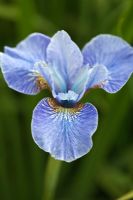 Iris sibirica 'Cambridge'