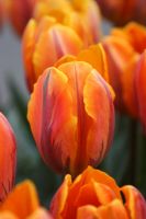 Tulipa 'Princess Irene' - Tulip