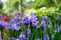 Iris sibirica 'Silver Edge' - Siberian Iris