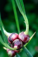 Allium cepa var. proliferum - Onion