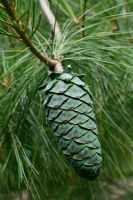 Pinus armandii cone