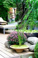 Cyperus papyrus in pot with rocks on decking