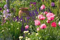 Papaver orientale 'Raspberry Queen' - Oriental Poppies, Salvia nemorosa and Iris barbata 'Susan Bliss'
 