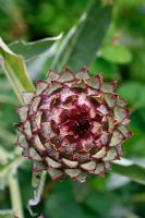 Cynara scolymus - Globe artichoke 