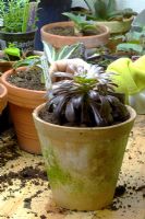 Repotting Aeonium arborescens - Adding a label