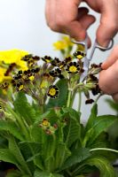 Deadheading Primula 'Gold Laced', polyanthus group