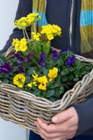 Carrying basket with Primula, polyanthus group and Viola x wittrockiana
