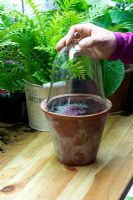 Taking leaf cuttings of Begonia - Placing glass cloche over leaves