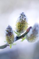 Salix aegyptiaca - Musk Willow