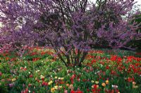 Cercis siliquastrum - Judas Tree underplanted with Tulipa 'Parade' and 'Ollioules' 