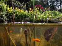 VIew of goldfish underwater in pond. Nymphaea - Waterlily pads and planting of Caltha palustris, Rhodendron and Ferns at the pond edge