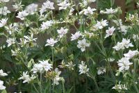 Geranium pratense 'Plenum Album' - Meadow Cranesbill